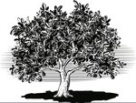 fig-tree-laden-with-ripe-fruit-vector-20061782.jpg