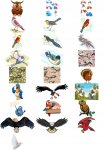 Wild Birdies Collection Vector.jpg